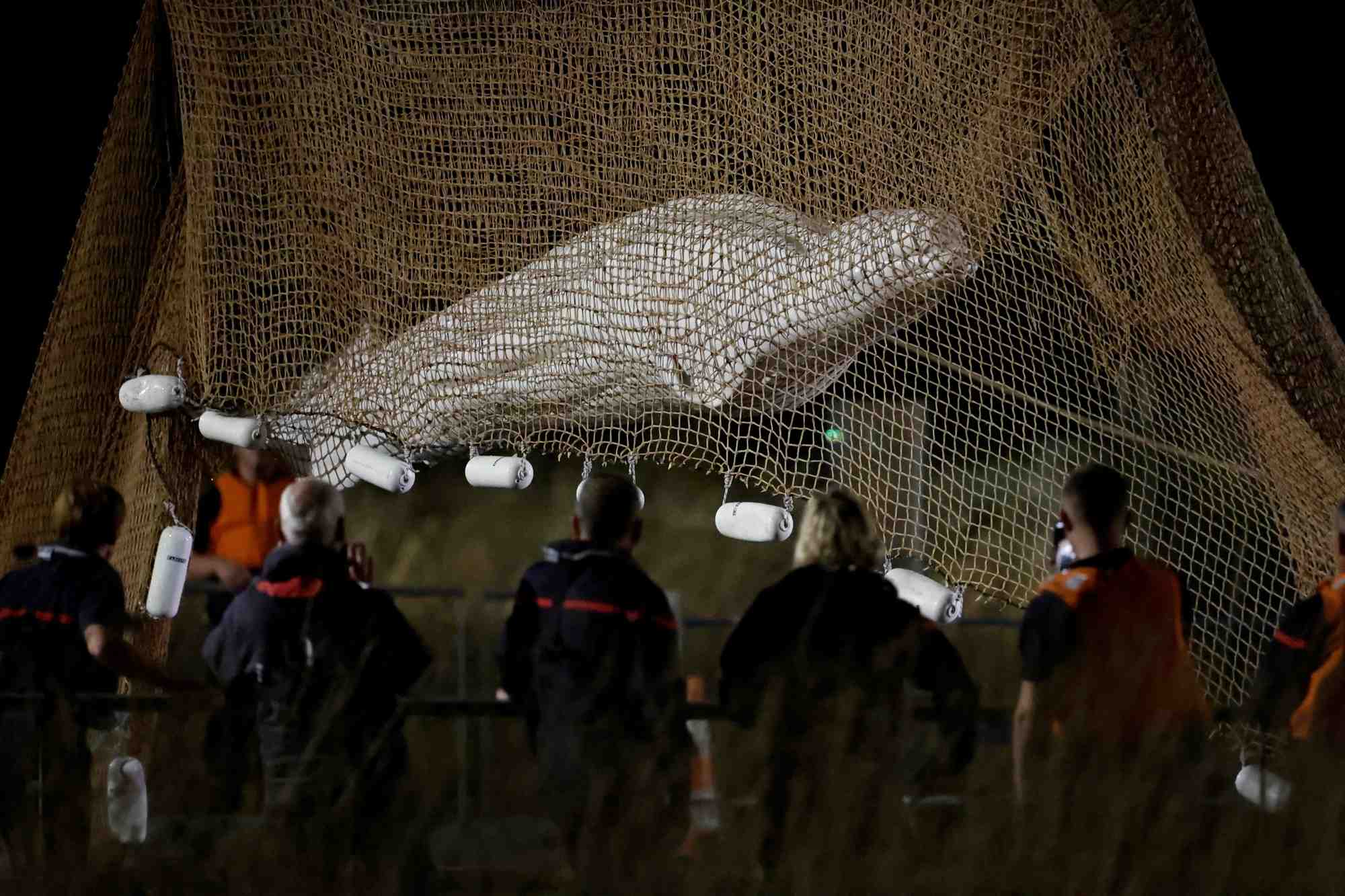 France: le beluga egare dans la seine a ete sorti de l'eau