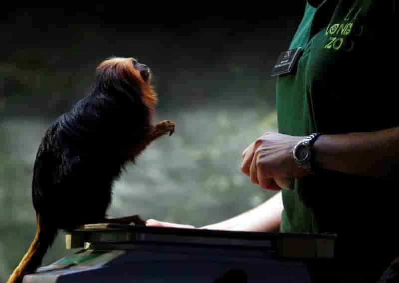 Vol de singes rares au zoo de beauval