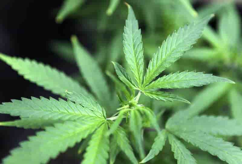 L'Uruguay, premier pays à légaliser le commerce du cannabis