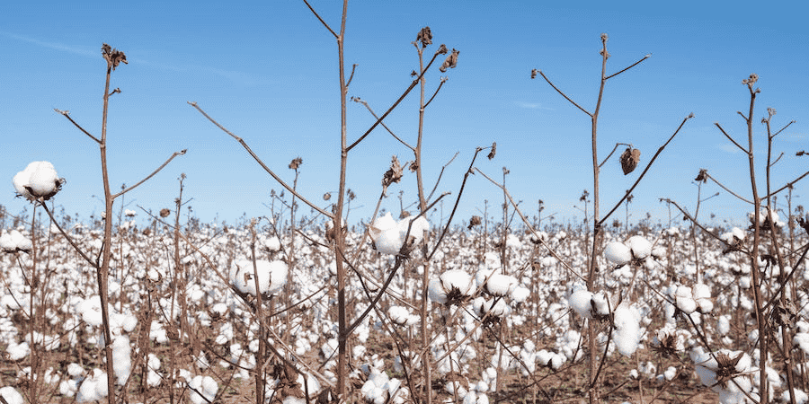 Coton