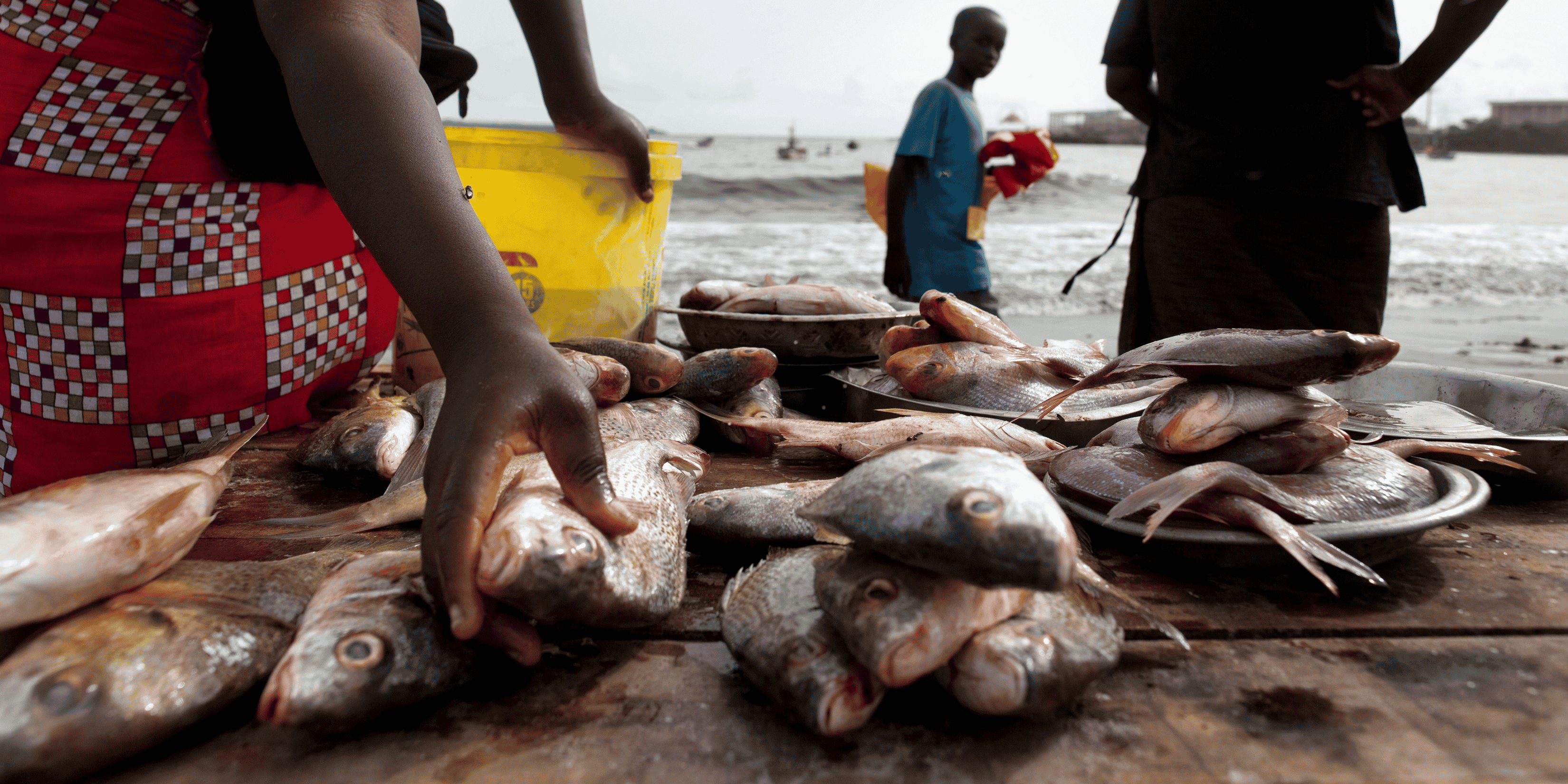 sénégal dakar poisson alimentation pêche halieutique littoral
