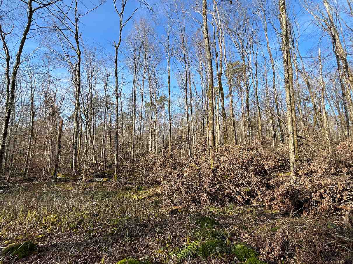En Haute Marne, une parcelle victime d’une coupe sauvage.