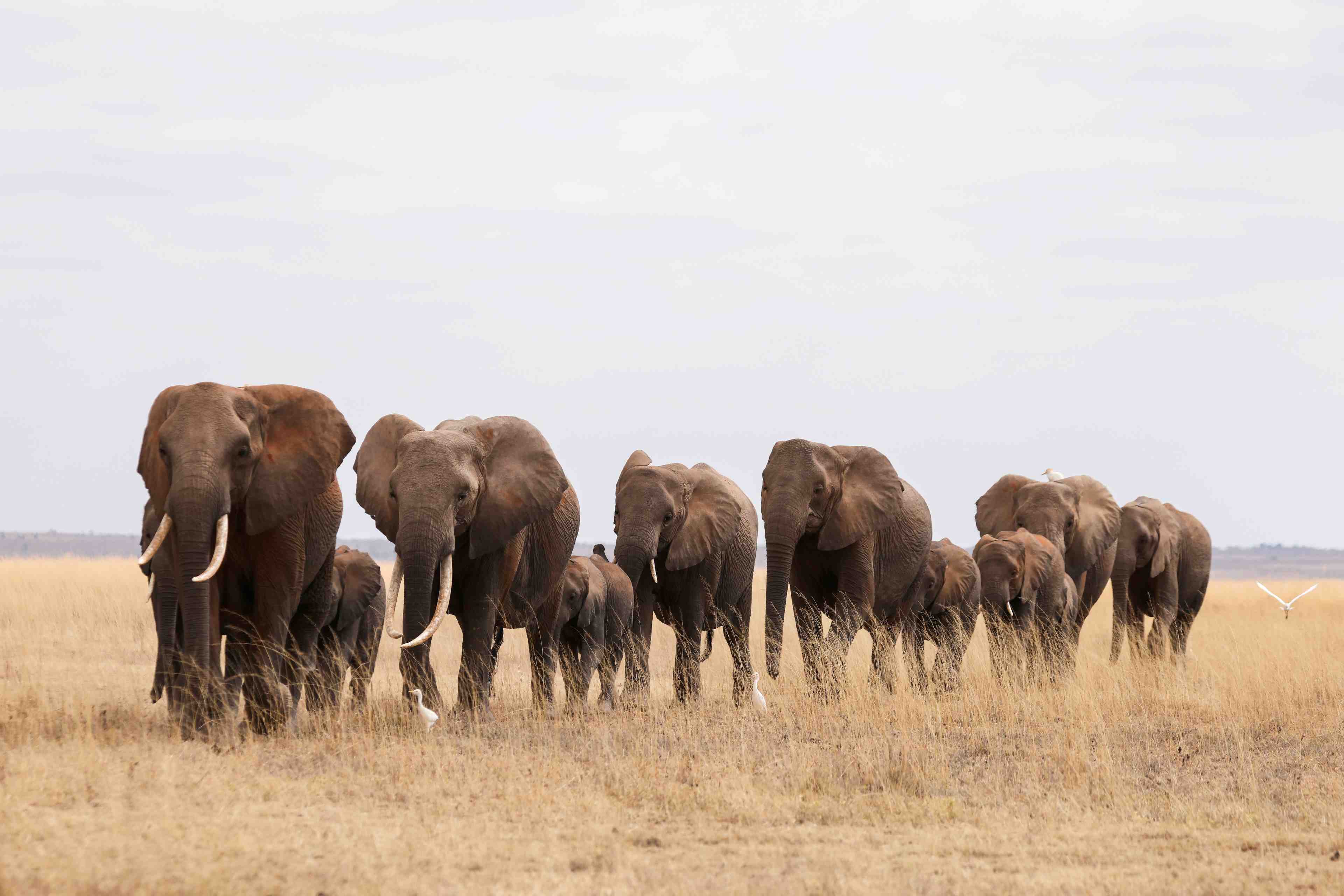 Rhinoceros, lion...: les especes emblematiques du kenya menacees par la pression humaine