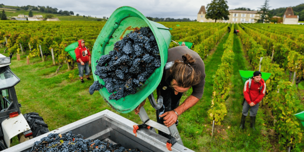 Vendanges Bordeaux