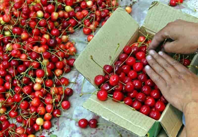 99% des cerises importées par la Chine sont chilienne. (Photo d'illustration)