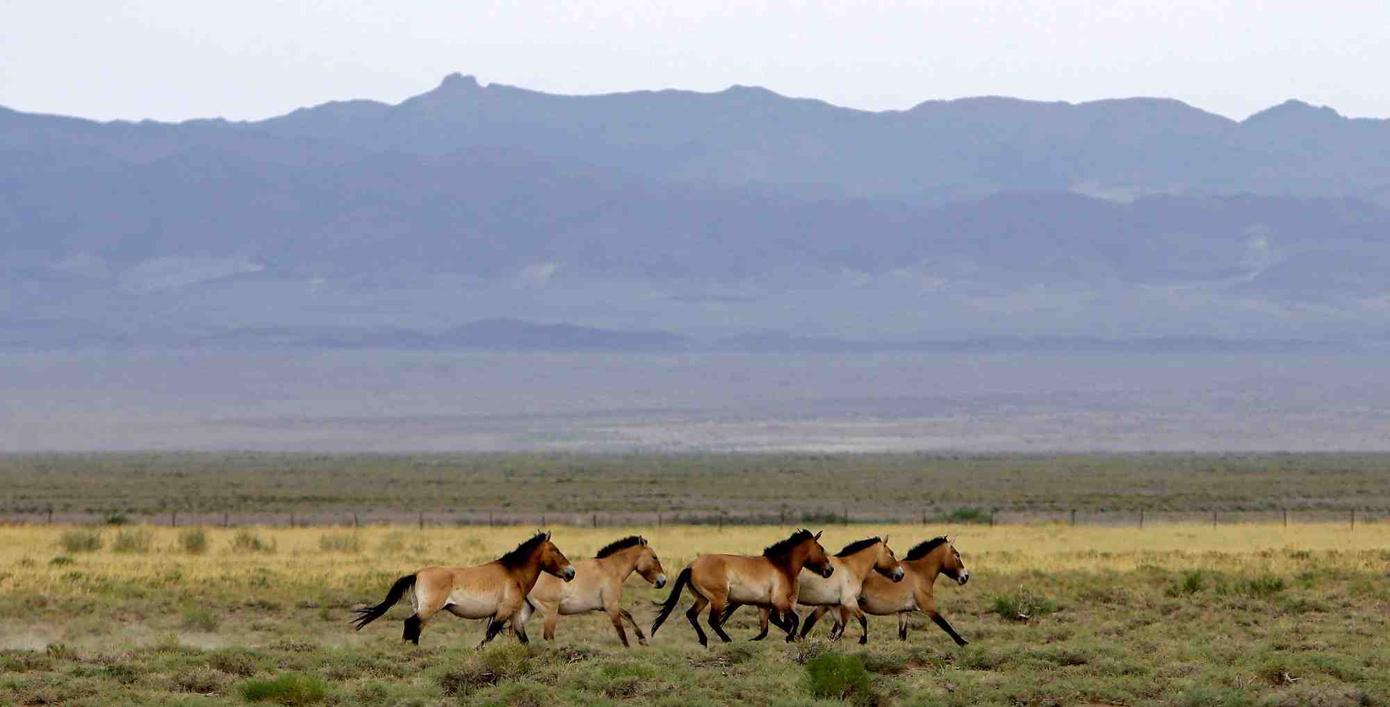 Photo d'archives d'un troupeau de chevaux de przewalski dans le parc national de takhin tal dans le sud-ouest de la mongolie
