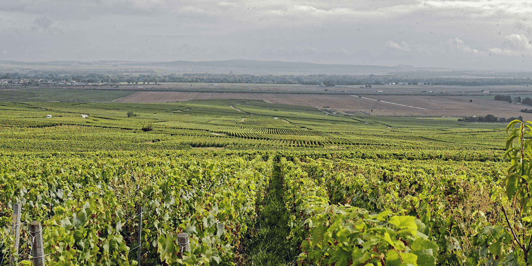 Vignoble Champagne