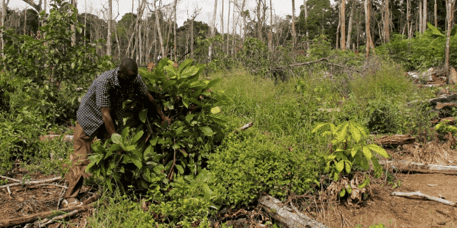 deforestation forêt Côte d'Ivoire Cacao