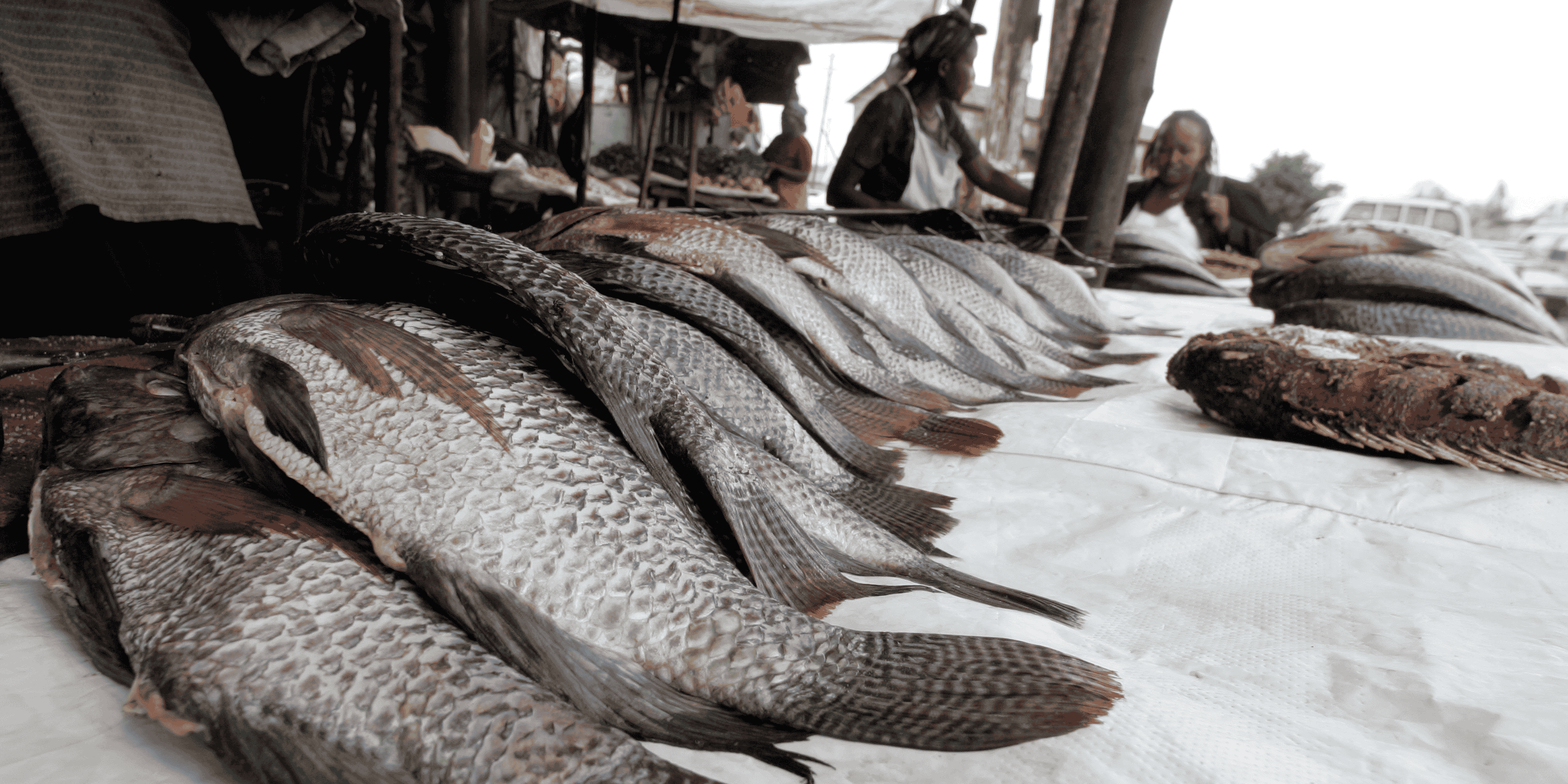 tilapia