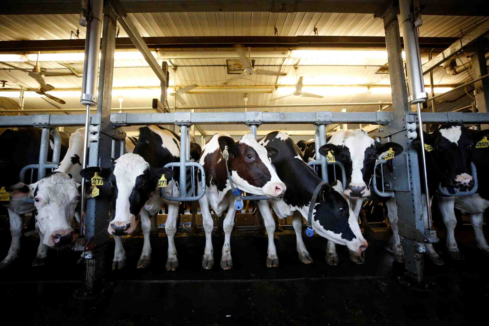 Le canada pret a offrir un acces aux usa a son marche laitier