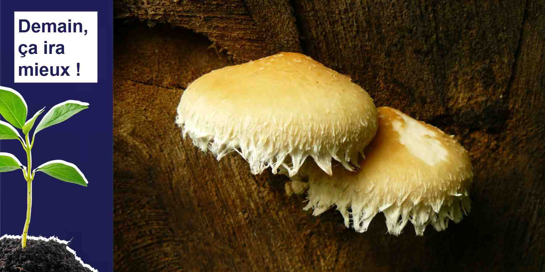 À Montpellier, Mycea creusent les vertus des champignons pour faire du biocontrôle ou de la biostimulation des cultures.