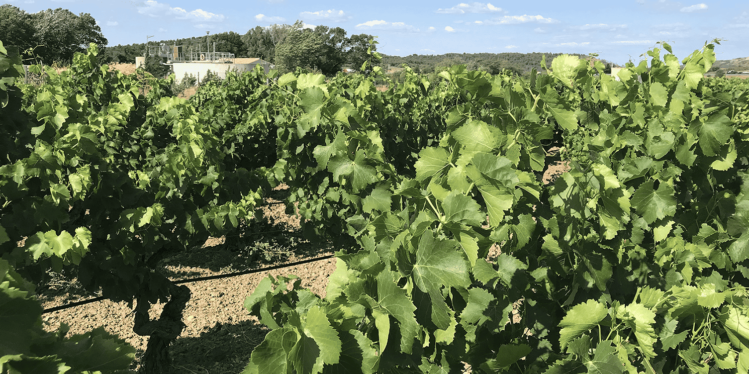 Une vigne irriguée grâce à l’eau usée traitée après stockage, filtration et désinfection par UV