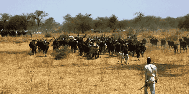 élevage Cameroun pastoralisme