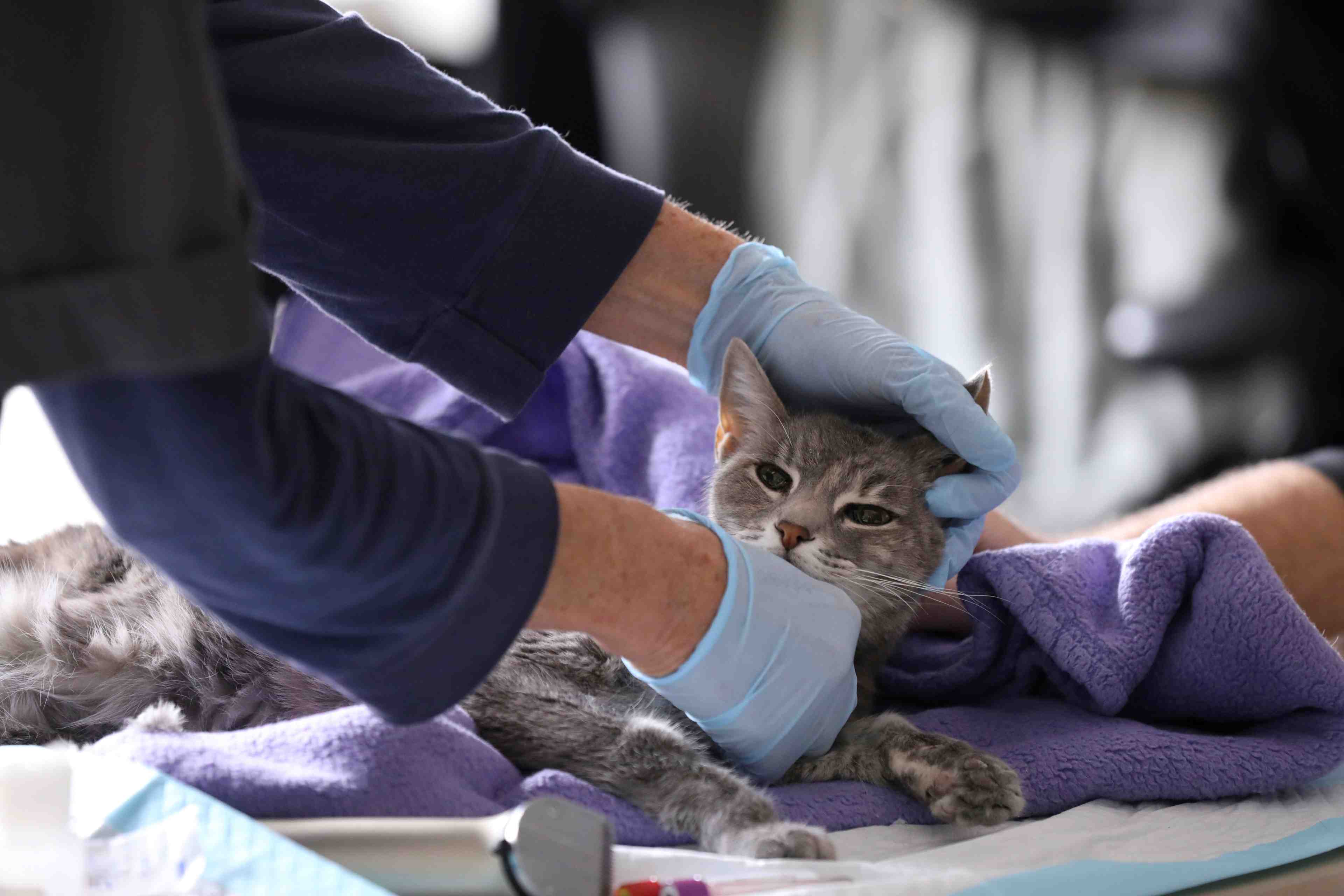 Coronavirus: des premiers cas confirmes aux usa chez des chats