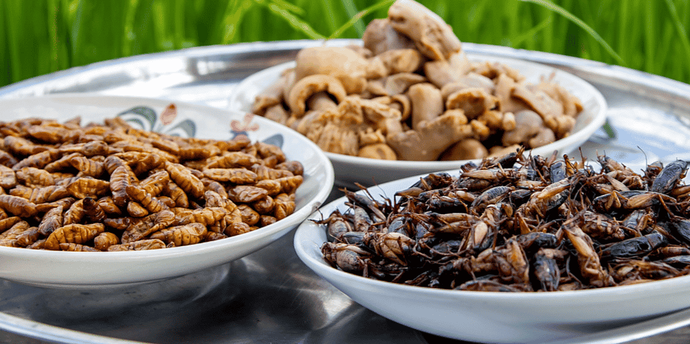 Insectes