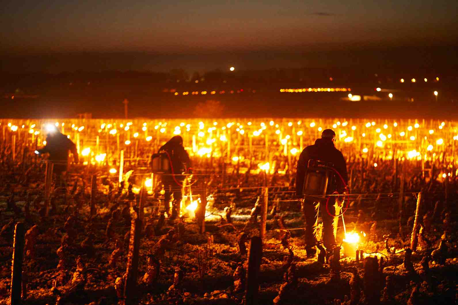Les vignerons tentent désespérément de sauver leur récolte du gel en allumant des bougies