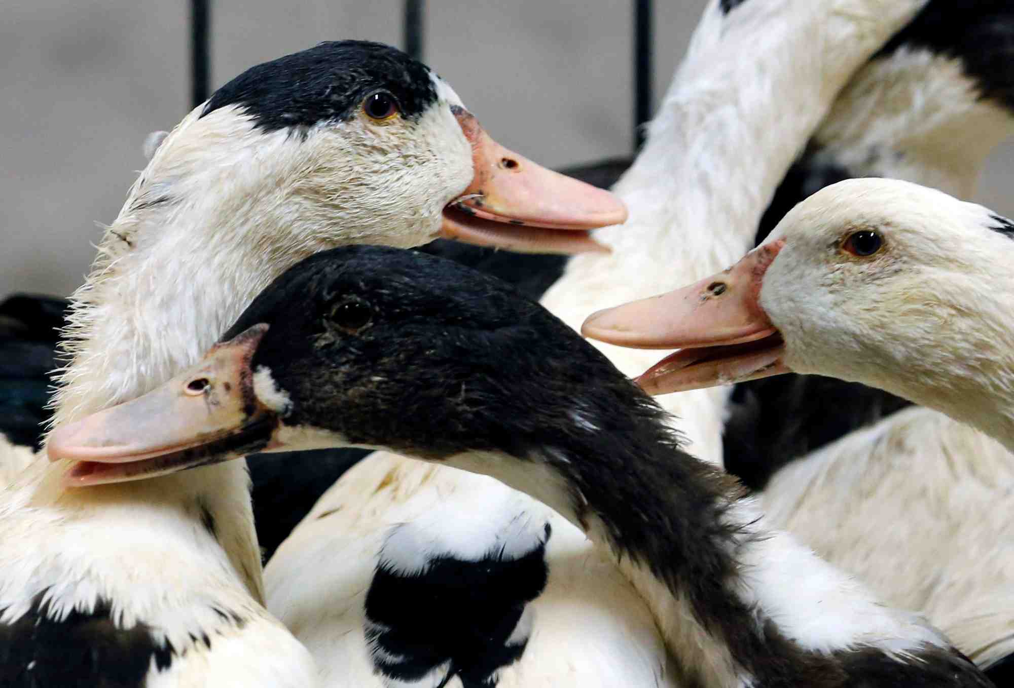 Des canards a montsoue