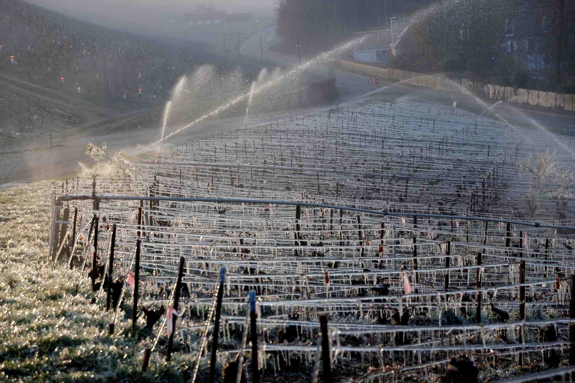 France: le gel d'avril pourrait reduire la production de vin de 30%