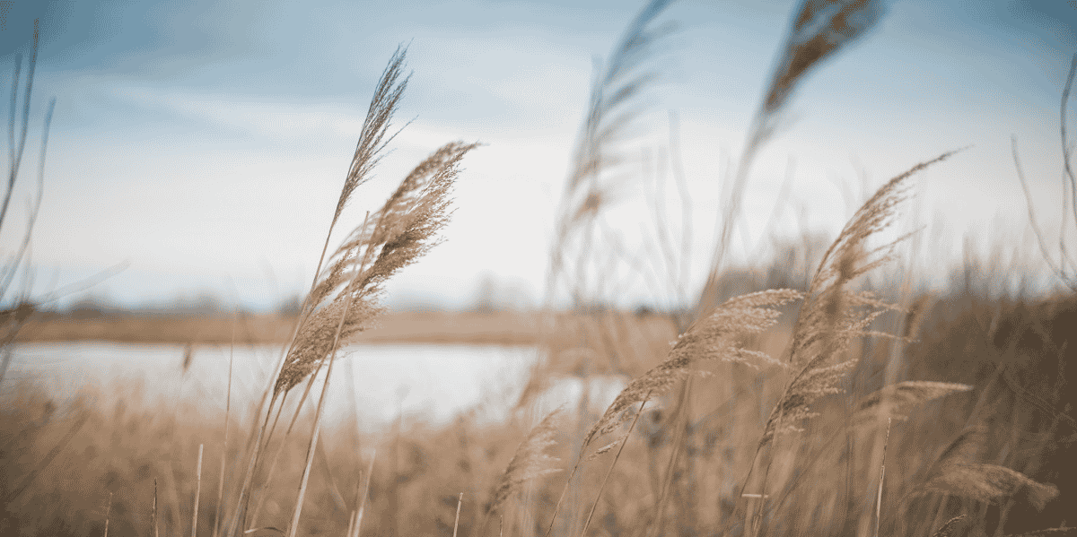 La Maif finance à hauteur de 300.000 euros l'association des amis des marais du Vigueirat, crucial pour la biodiversité et l’adaptation au changement climatique.