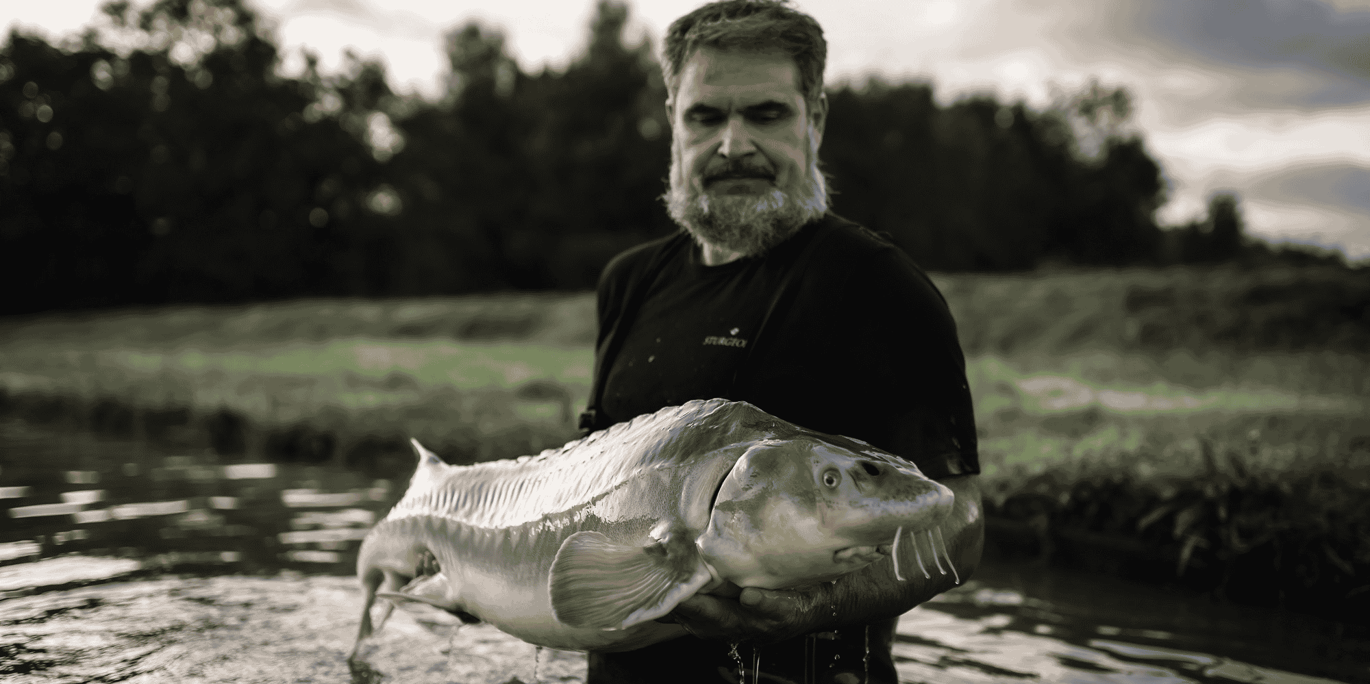 Pisciculture Sturia esturgeon