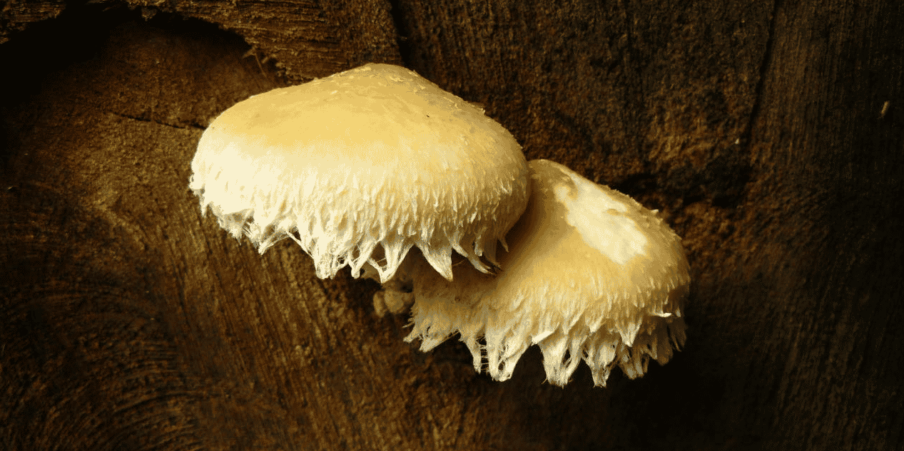 La deeptech montpelliéraine Mycea travaille à réduire, voire stopper, l'usage intensif d'engrais et pesticides chimiques en agriculture en utilisant certaines propriétés naturelles des champignons.