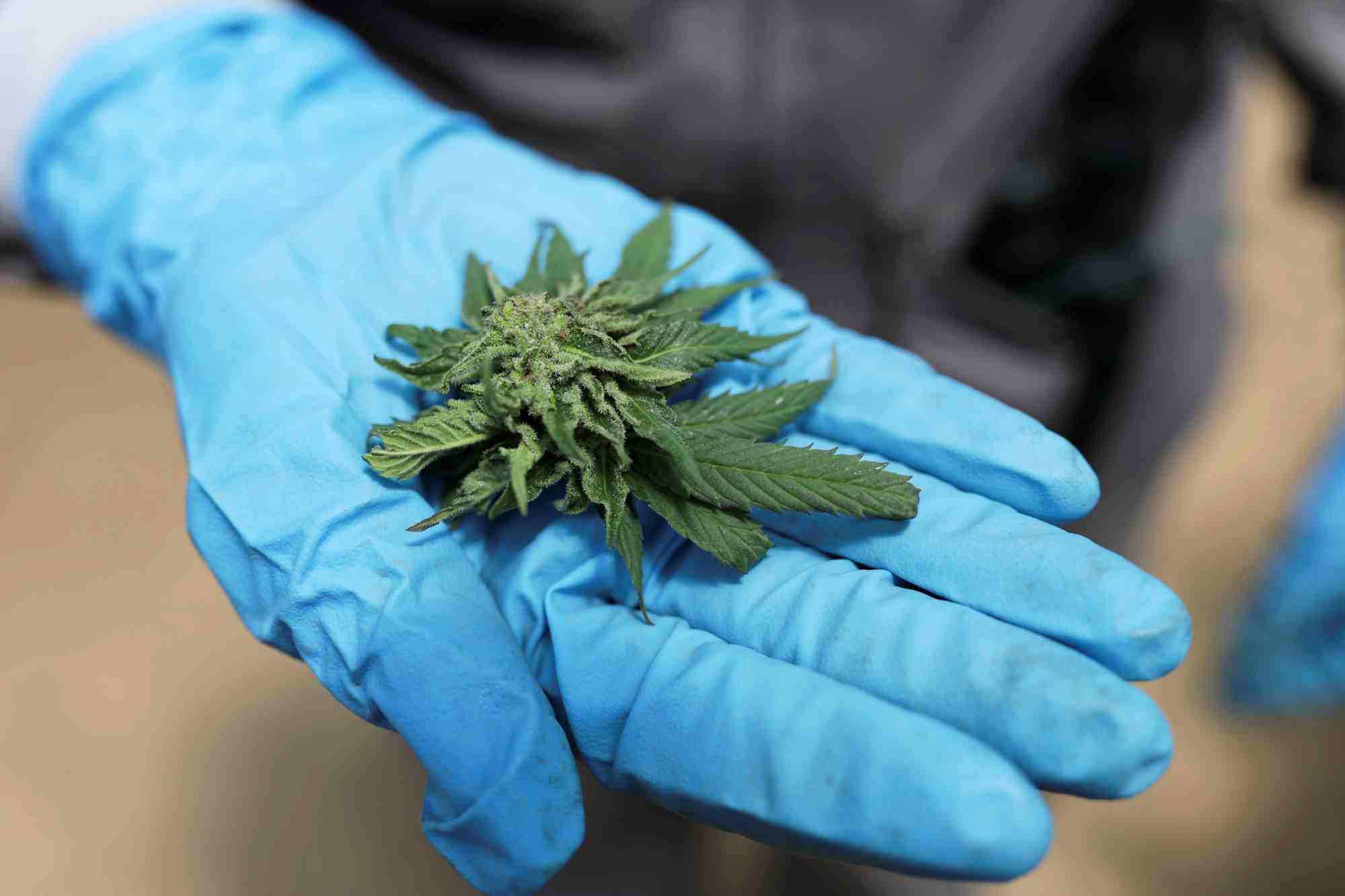 Le cannabis semble réduire la fréquence des crises d'épilepsie et diminue les nausées ainsi que les troubles du sommeil des chimiothérapies. (photo d'illustration)