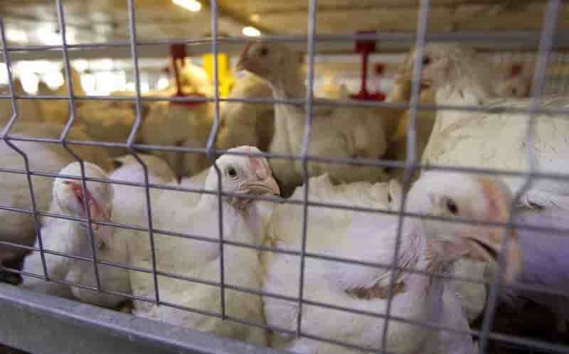 Pilgrim's Pride veut acheter Hillshire 5,52 milliards de dollars