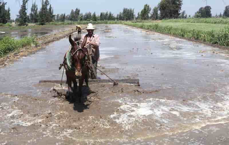 Plus de population, moins d'eau, le casse-tête de l'Egypte