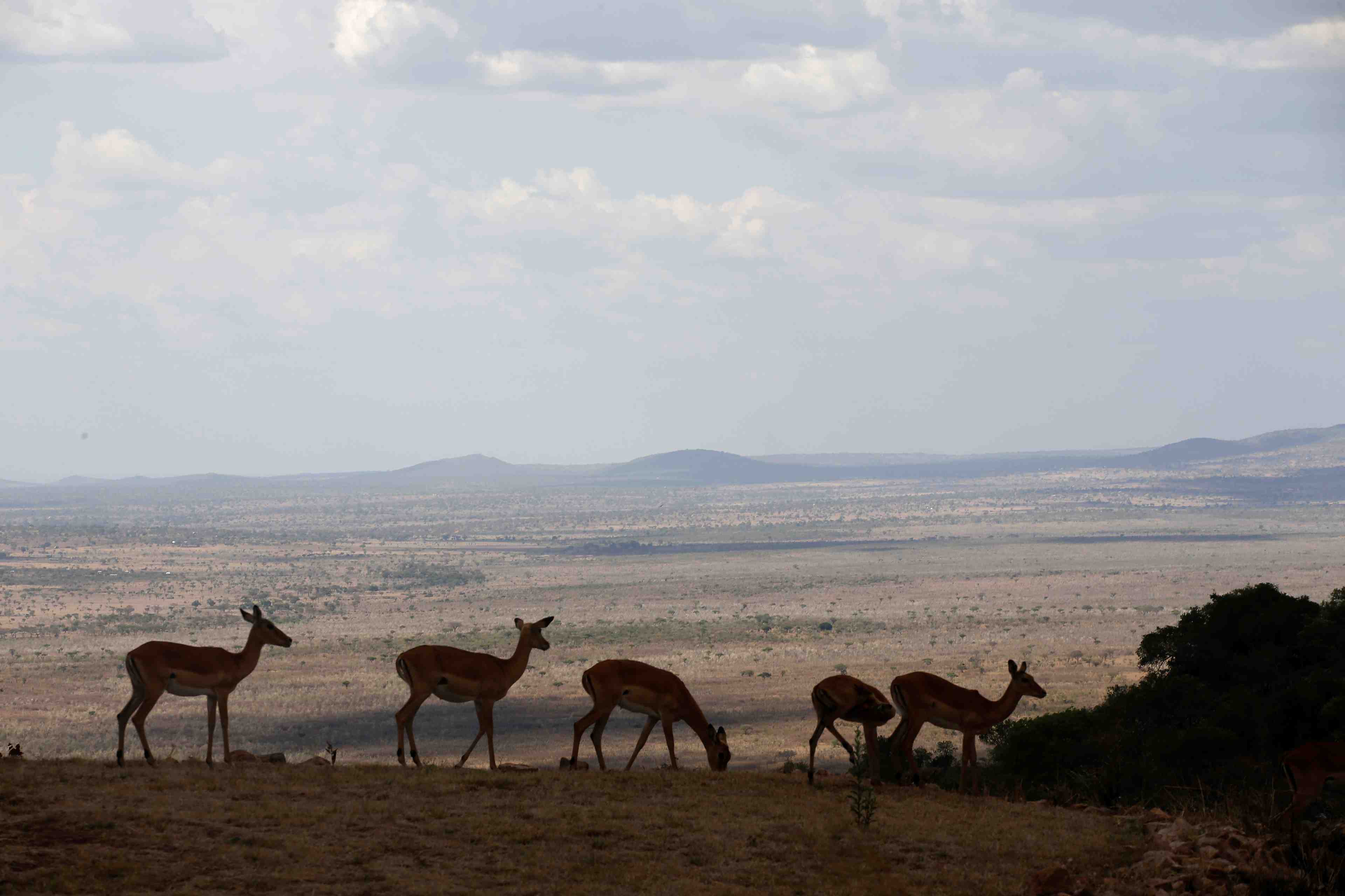 Alerte mondiale sur la biodiversite