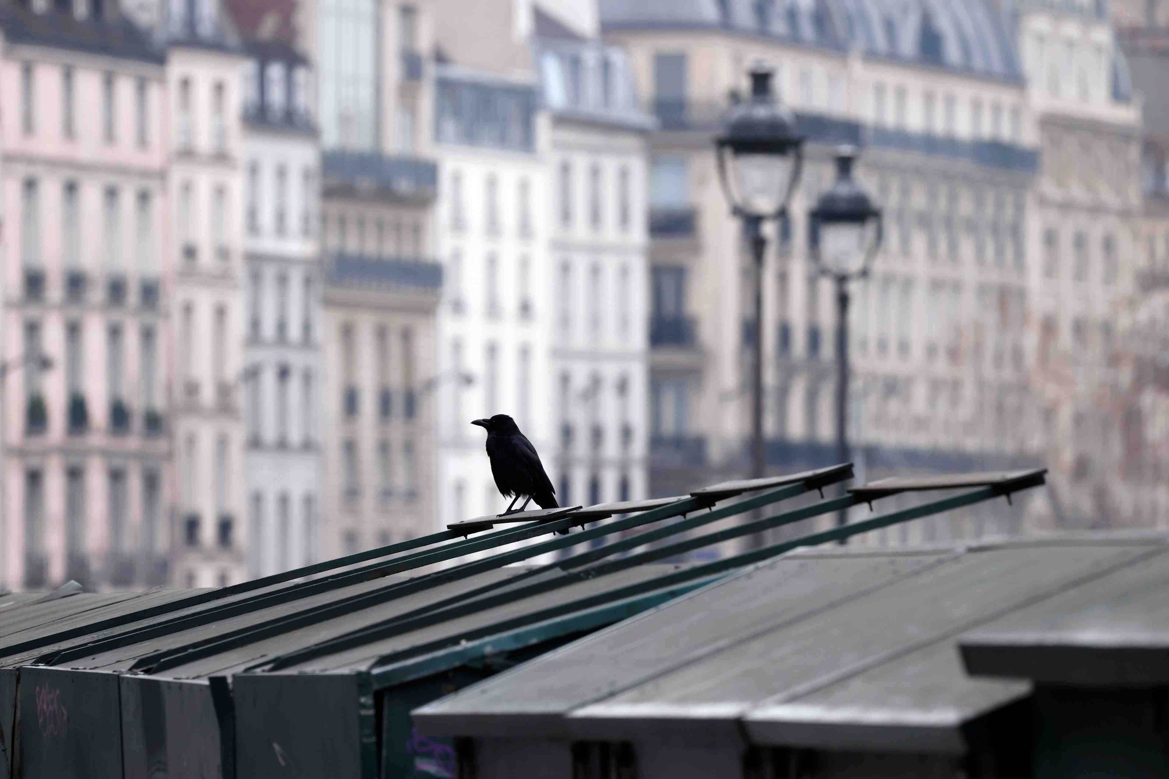 La chasse a la glu jugee illegale par la cour de justice de l'ue