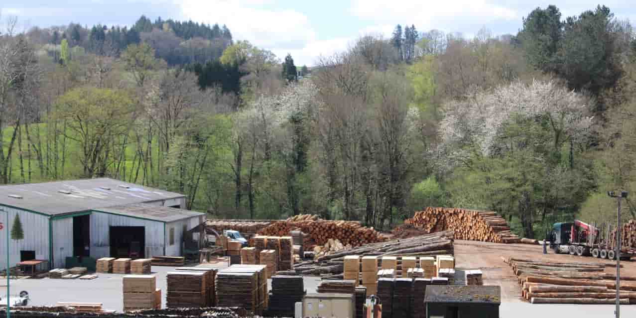 Face au réchauffement climatique, la forêt et les scieries limousines pourraient accueillir de nouvelles essences.