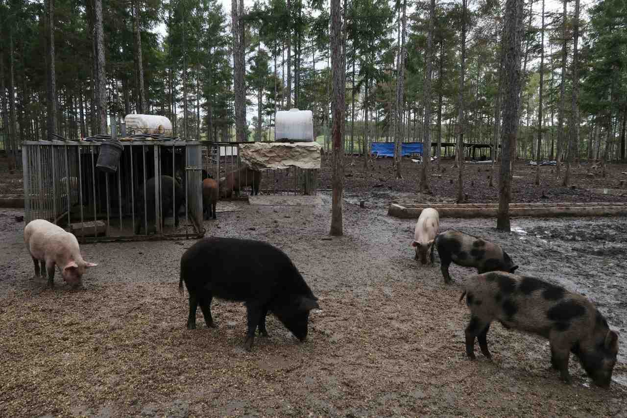 Elevage de cochons en Chine