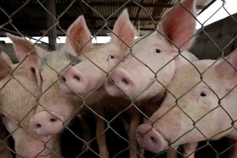 La chine devrait ouvrir davantage son marche au porc francais