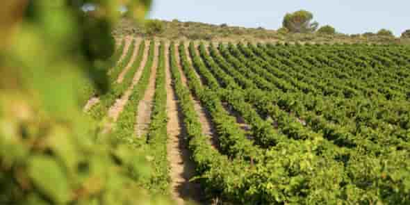 Vignoble en Languedoc-Roussillon