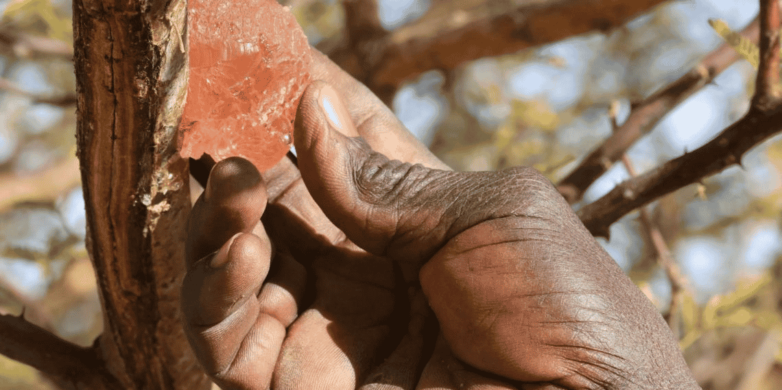 gomme acacia