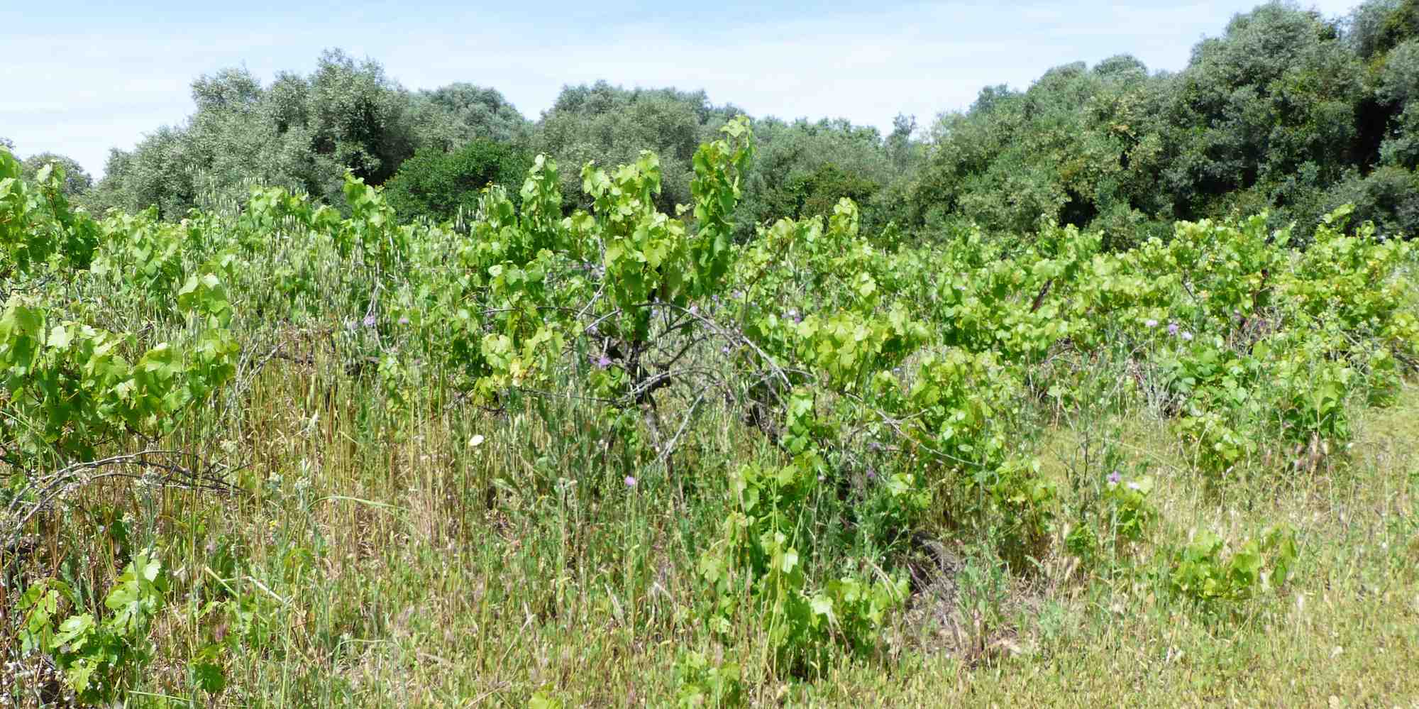 Les vignes abandonnées constituent une menace car elles sont des foyers de contamination favorisant le développement de maladies.