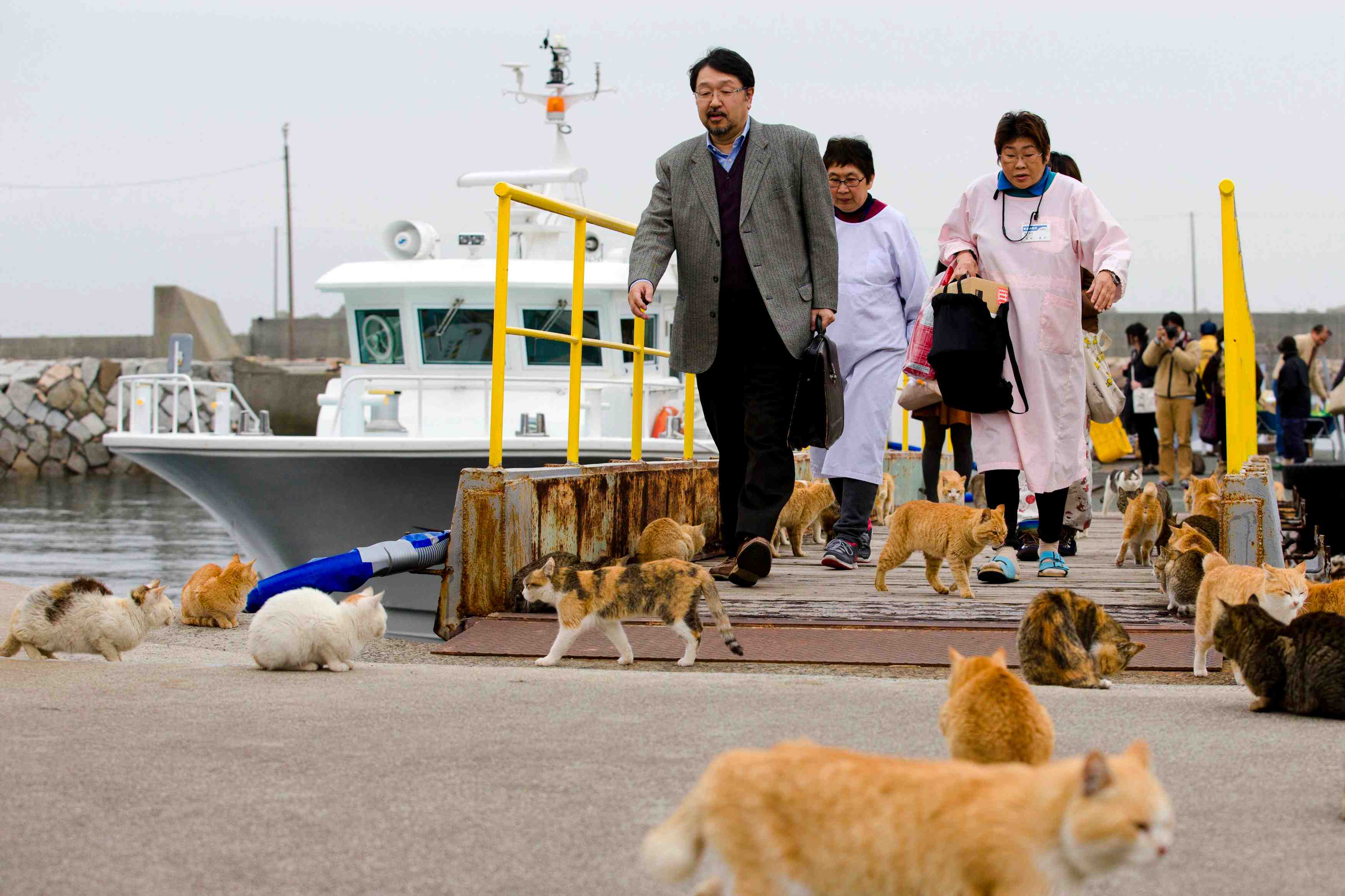 L'ile ou les chats sont rois