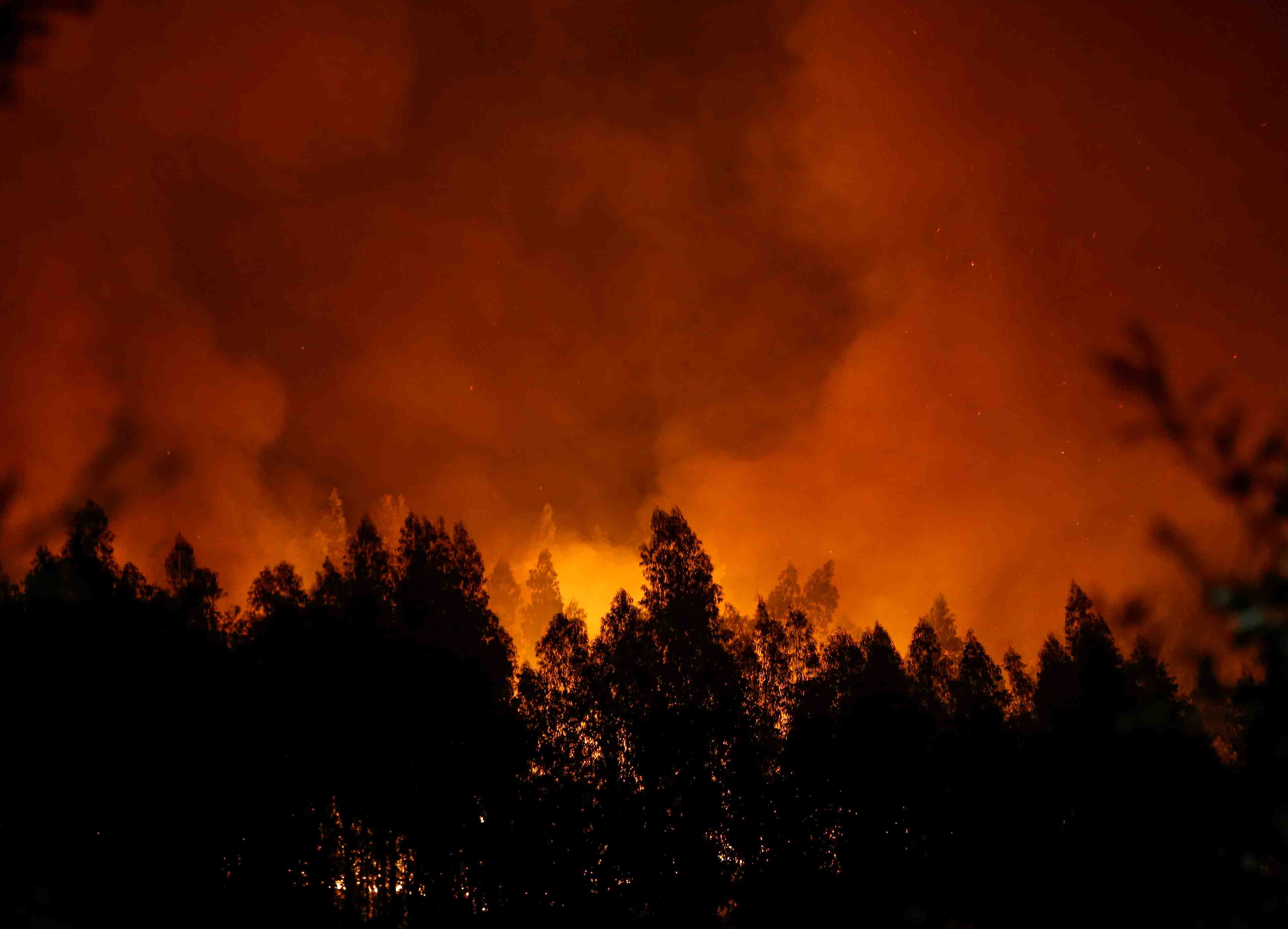 2016, annee noire pour les forets dans le monde, selon une ong