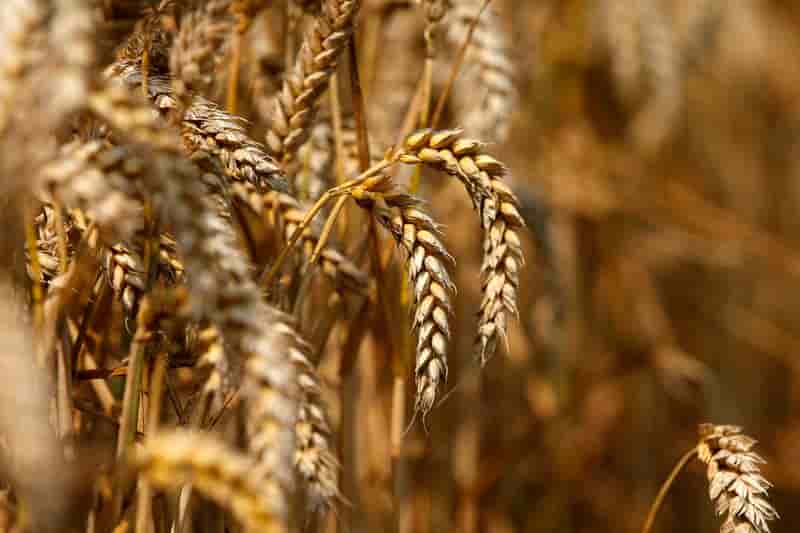 Les mauvaises nouvelles s'accumulent pour les agriculteurs