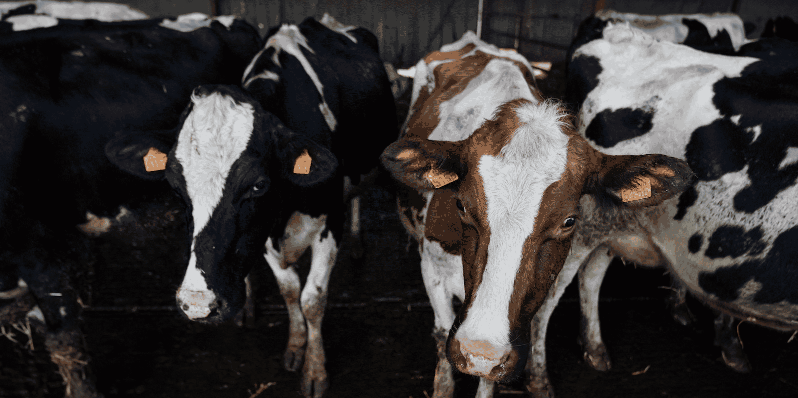 Vaches