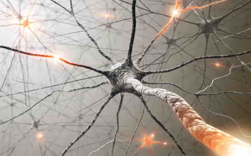 neurones