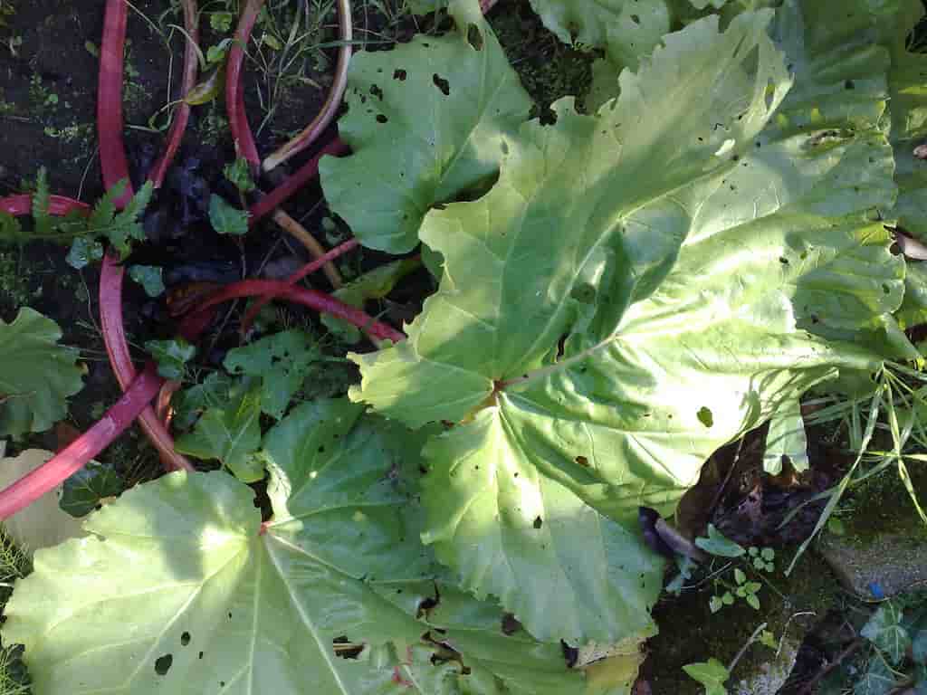 Rhubarbe