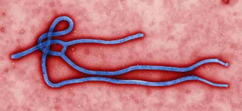 Le Canada donne 800 à 1000 doses de vaccins contre Ebola à l'OMS