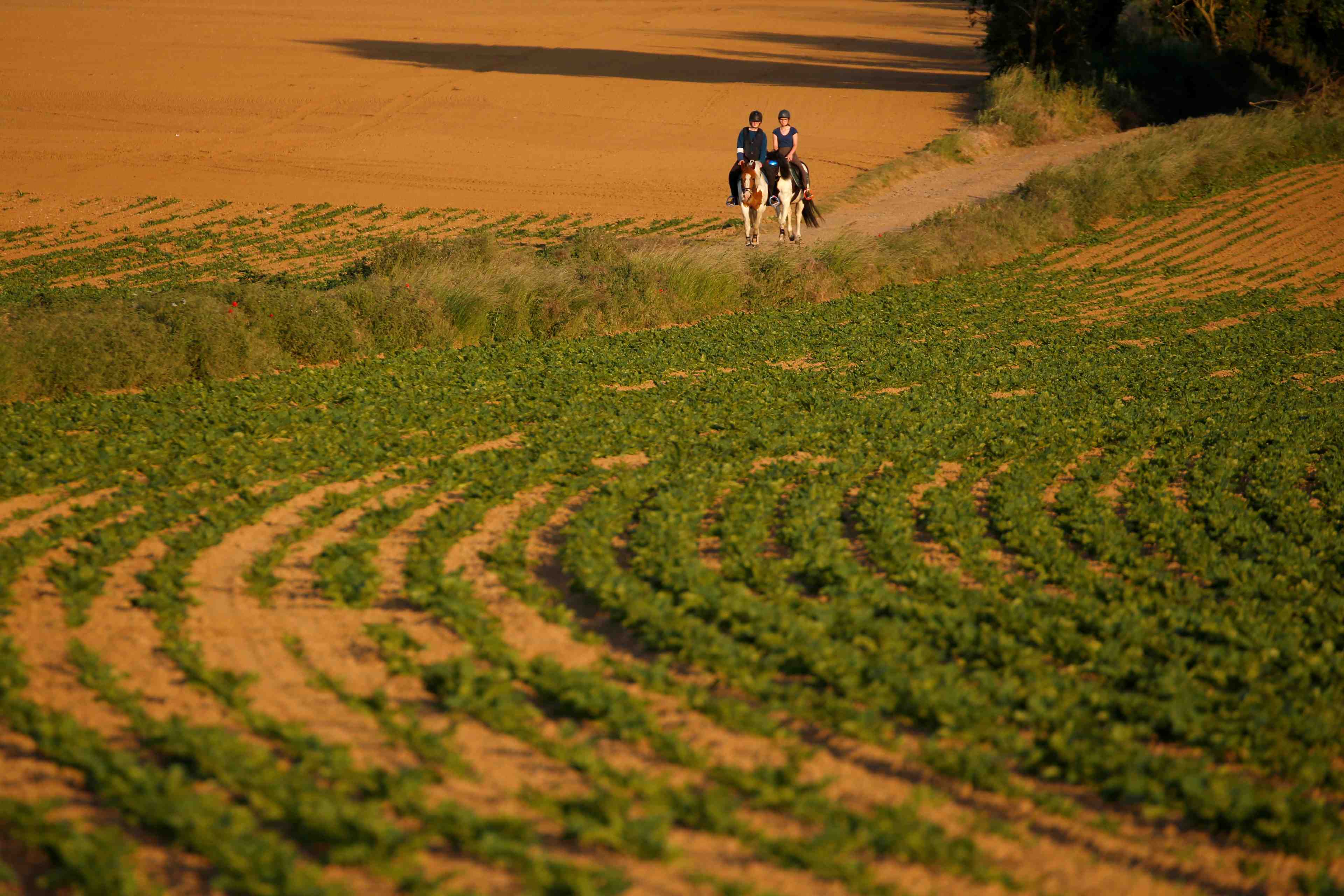 Paris envisage une levee de l'interdiction de pesticides pour la filiere sucre-betterave