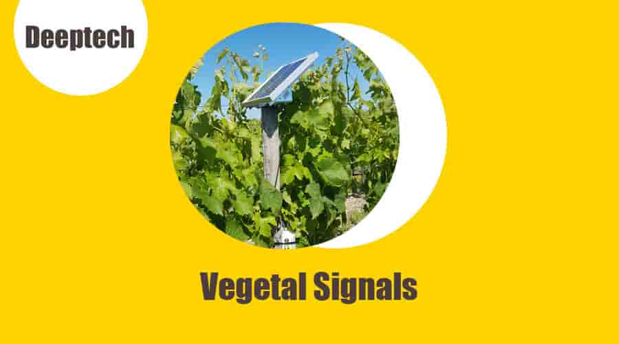 Vegetal Signals : quand la deeptech met les neurosciences au service de l'agriculture