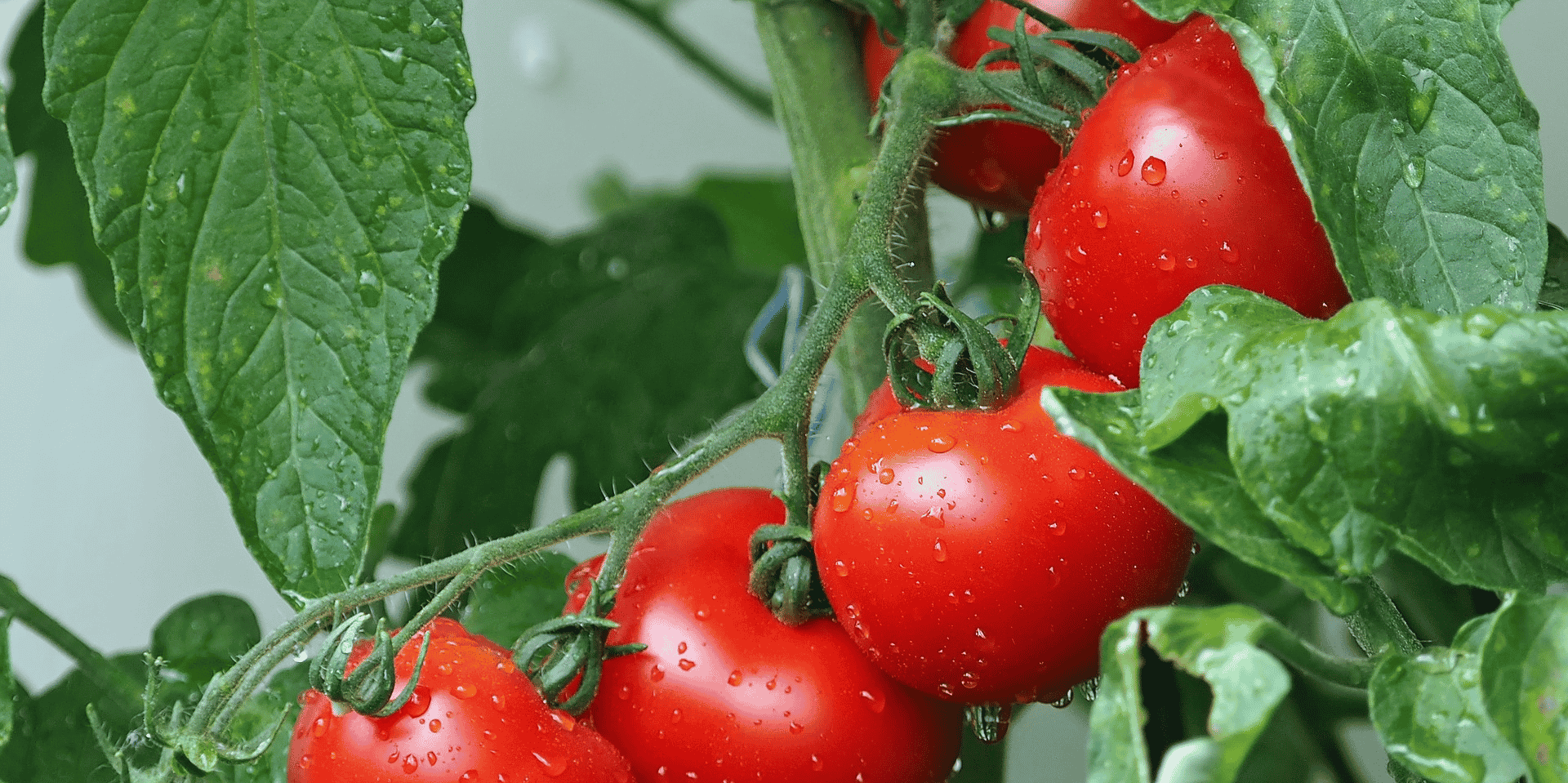 Tomates