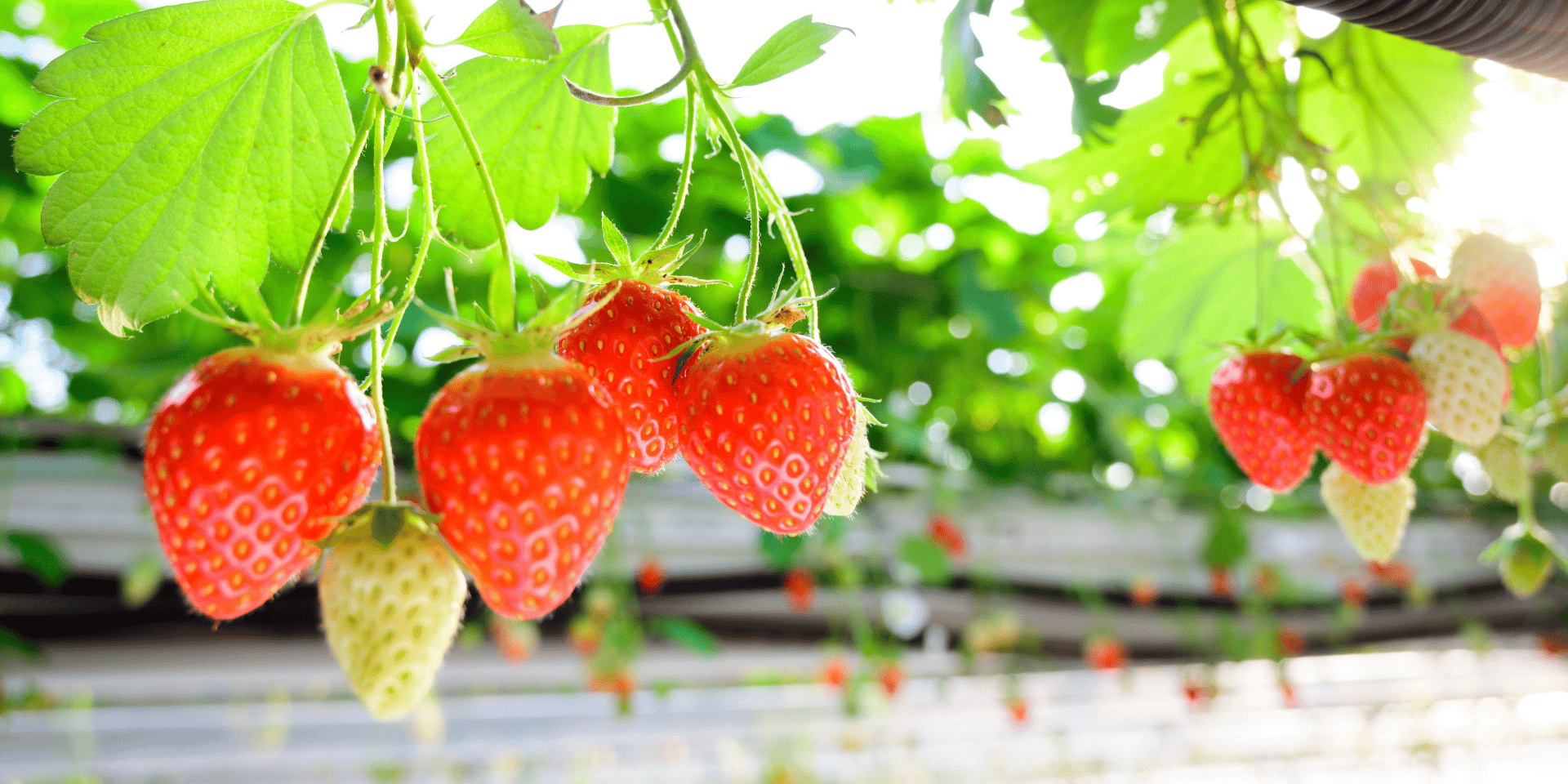 Fraise label rouge