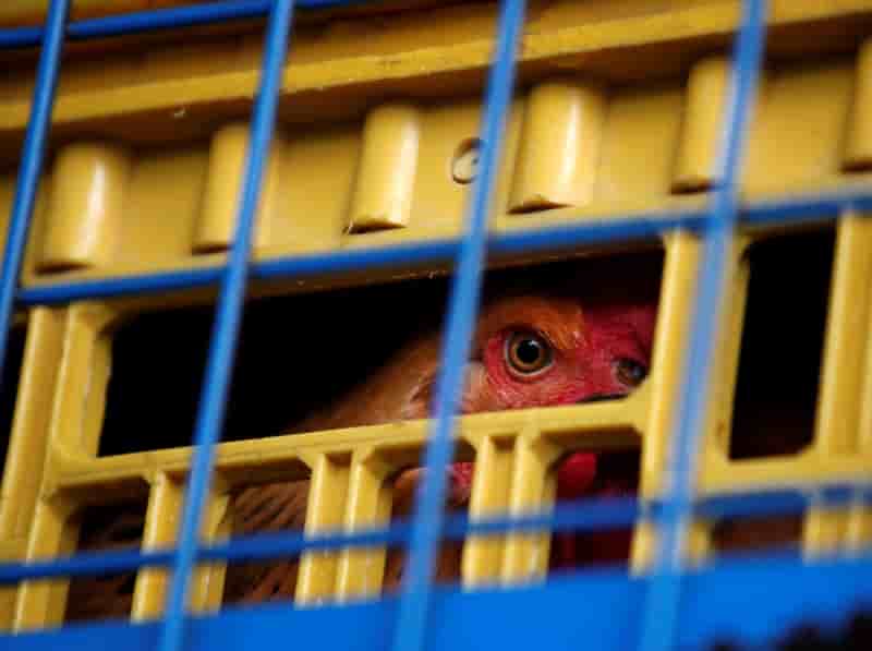 Doublement du nombre de foyers de grippe aviaire dans le sud-ouest