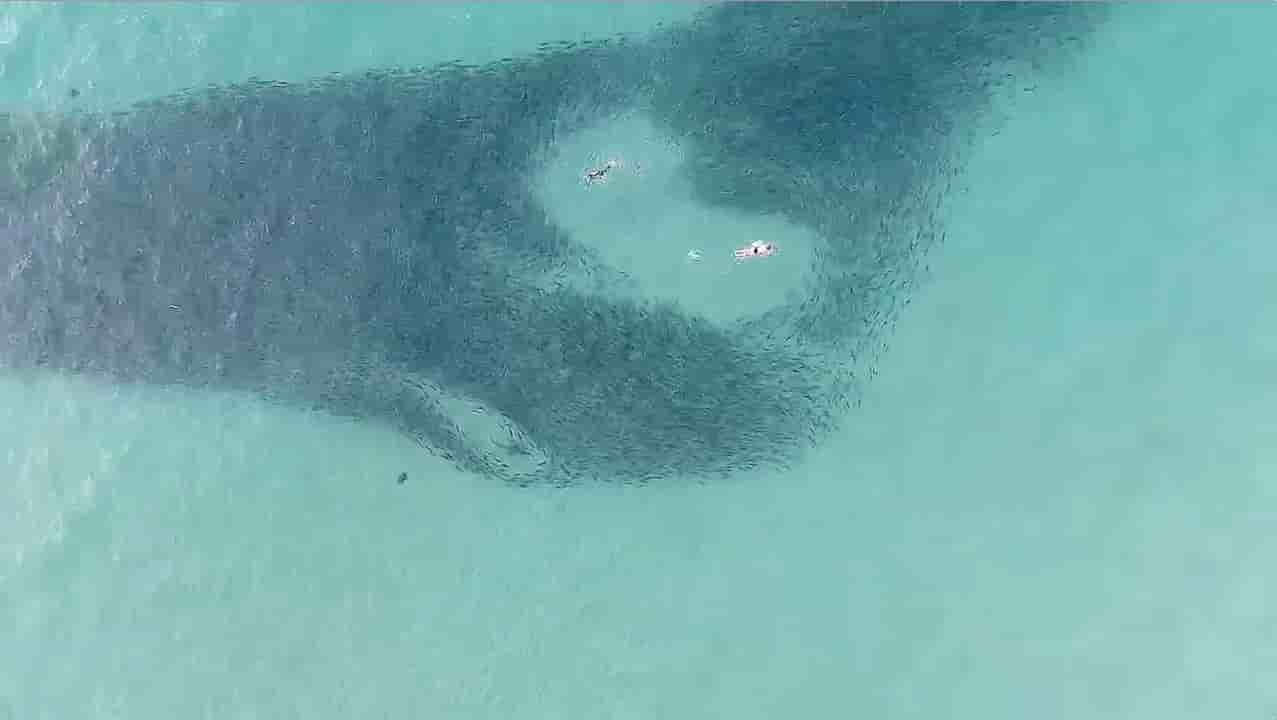 Australie: un homme dans un etat critique apres une attaque de requin
