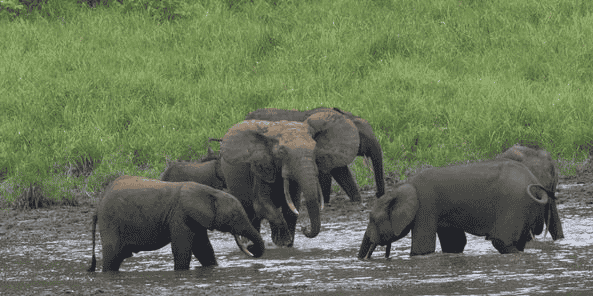 elephants gabon